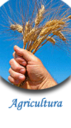PROGRAMA AVALEM JOVES PLUS