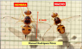 Nota de Divulgación Agrícola; Mosca de la Aceituna