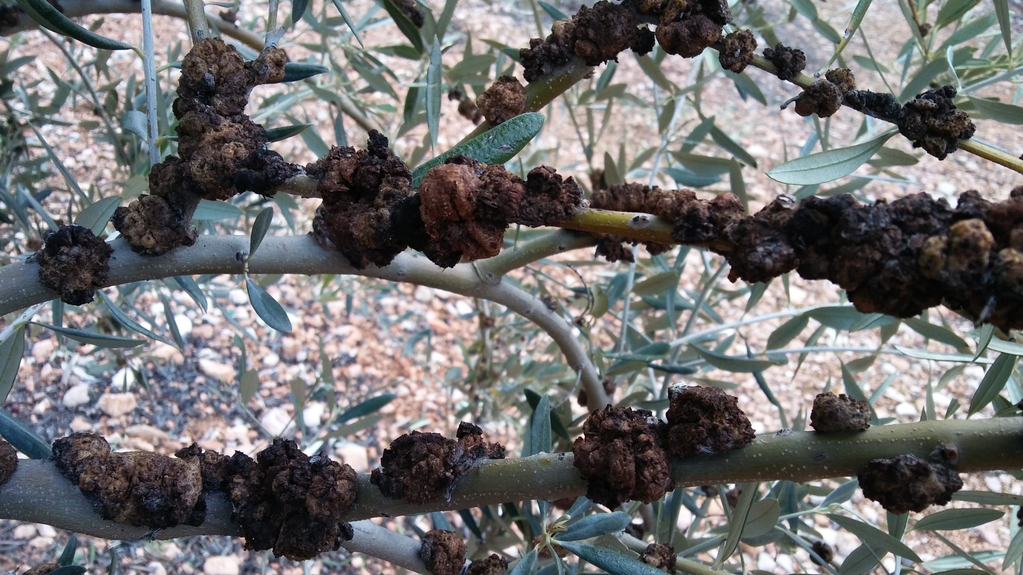 TUBERCULOSIS Y REPILO DEL OLIVO (Nota de Divulgación Agraria — Marzo 2017)